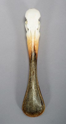 Lot 228 - Skulls/Anatomy: African Spoonbill Skull...