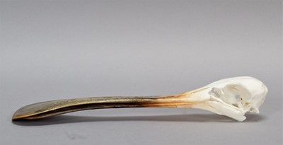 Lot 228 - Skulls/Anatomy: African Spoonbill Skull...