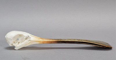 Lot 228 - Skulls/Anatomy: African Spoonbill Skull...