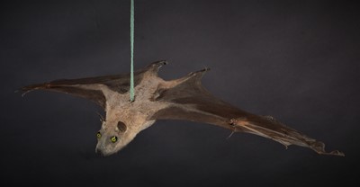 Lot 173 - Taxidermy: A Hammer-headed Fruit Bat...