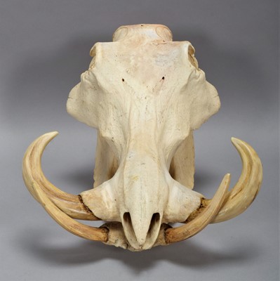 Lot 143 - Skulls/Anatomy: African Common Warthog Skull...