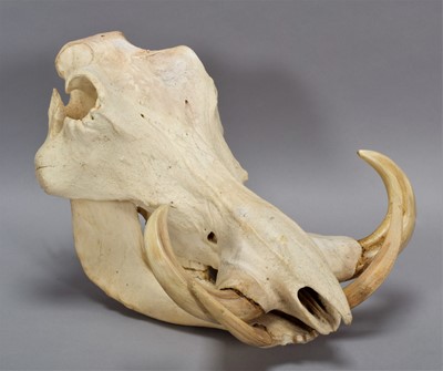 Lot 143 - Skulls/Anatomy: African Common Warthog Skull...