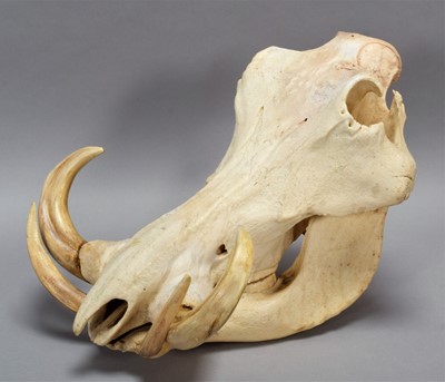 Lot 143 - Skulls/Anatomy: African Common Warthog Skull...