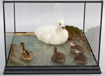 Lot 136 - Taxidermy: A Cased Diorama of Ducklings & Swan...