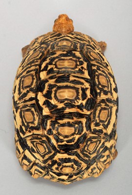 Lot 139 - Taxidermy: A Leopard Tortoise (Stigmochelys...