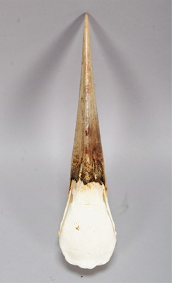 Lot 200 - Skulls/Anatomy: A Maribou Stork Skull...