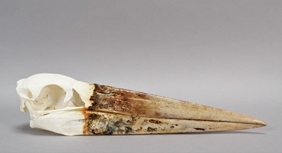 Lot 200 - Skulls/Anatomy: A Maribou Stork Skull...