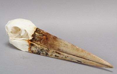 Lot 200 - Skulls/Anatomy: A Maribou Stork Skull...