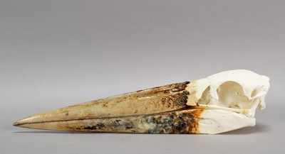 Lot 200 - Skulls/Anatomy: A Maribou Stork Skull...