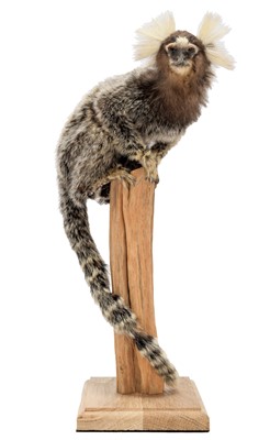 Lot 205 - Taxidermy: Common Marmoset Monkey (Callithrix...