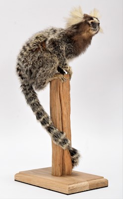 Lot 205 - Taxidermy: Common Marmoset Monkey (Callithrix...