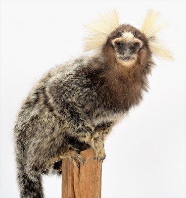 Lot 205 - Taxidermy: Common Marmoset Monkey (Callithrix...