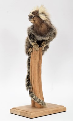 Lot 205 - Taxidermy: Common Marmoset Monkey (Callithrix...