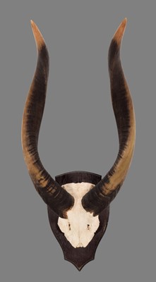 Lot 162 - Antlers/Horns: World Record Class Western...