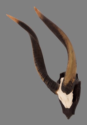 Lot 162 - Antlers/Horns: World Record Class Western...