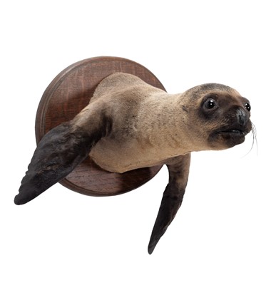 Lot 201 - Taxidermy: A Patagonian Sealion Pup Forepart...