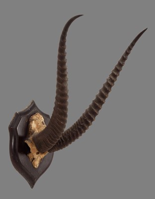 Lot 214 - Antlers/Horns: Southern Grants Gazelle Horns...