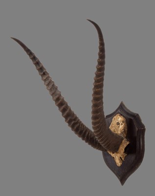 Lot 214 - Antlers/Horns: Southern Grants Gazelle Horns...