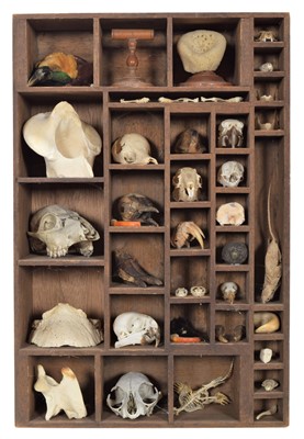 Lot 134 - Natural History: A Cabinet of Natural...