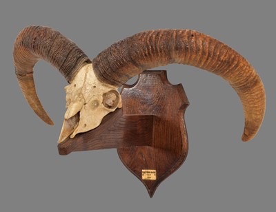 Lot 165 - Antlers/Horns: Armenian Mouflon (Ovis gmelini...