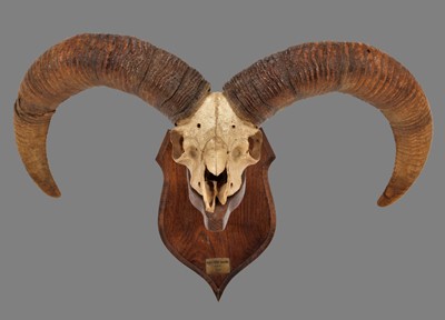 Lot 165 - Antlers/Horns: Armenian Mouflon (Ovis gmelini...