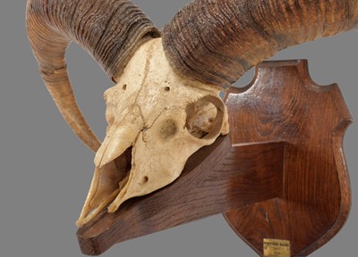 Lot 165 - Antlers/Horns: Armenian Mouflon (Ovis gmelini...