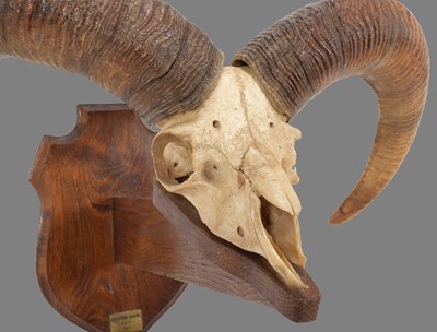 Lot 165 - Antlers/Horns: Armenian Mouflon (Ovis gmelini...