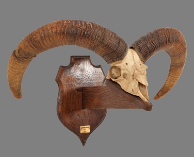 Lot 165 - Antlers/Horns: Armenian Mouflon (Ovis gmelini...