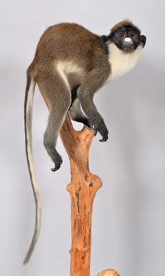 Lot 252 - Taxidermy: Lesser Spot-Nosed Guenon Monkey...