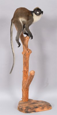 Lot 145 - Taxidermy: A Lesser Spot-Nosed Guenon Monkey...