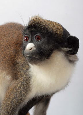 Lot 145 - Taxidermy: A Lesser Spot-Nosed Guenon Monkey...