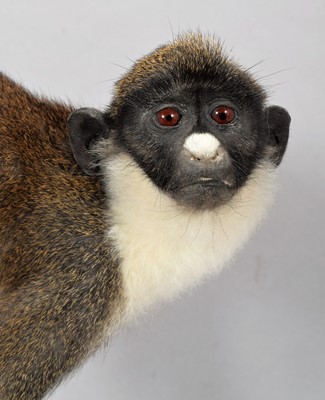 Lot 145 - Taxidermy: A Lesser Spot-Nosed Guenon Monkey...