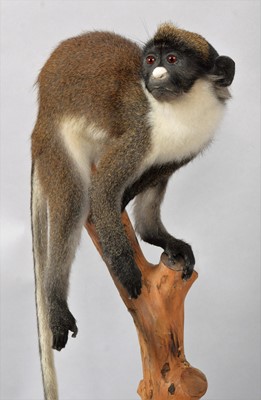 Lot 145 - Taxidermy: A Lesser Spot-Nosed Guenon Monkey...