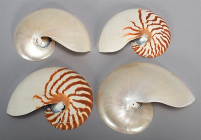 Lot 161 - Natural History: Four Chambered Nautilus Half...