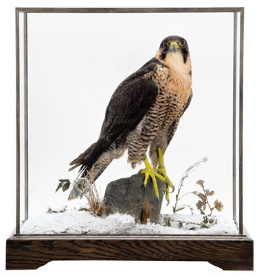 Lot 128 - Taxidermy: A Cased Peregrine Falcon (Falco...