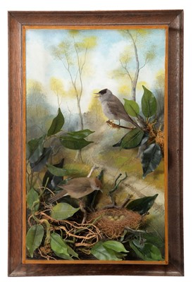 Lot 103 - Taxidermy: A Wall Cased Pair of Black Caps...