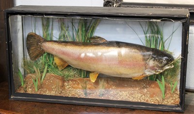 Lot 1194 - Taxidermy: A Cased Rainbow Trout (Oncorhynchus...