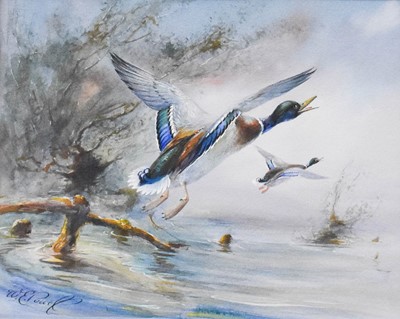 Lot 1036 - William Edward Powell (1878-1955) Mallards in...