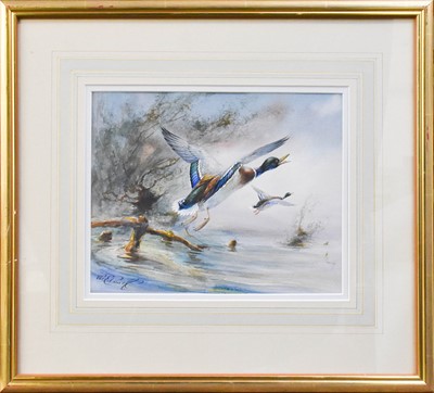 Lot 1036 - William Edward Powell (1878-1955) Mallards in...