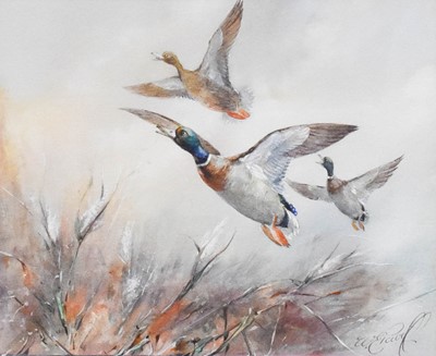 Lot 1036 - William Edward Powell (1878-1955) Mallards in...