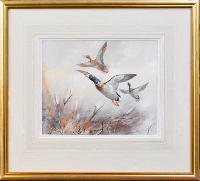 Lot 1036 - William Edward Powell (1878-1955) Mallards in...