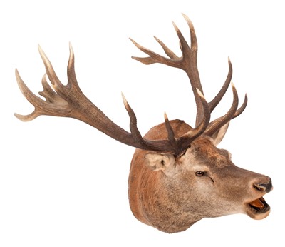 Lot 163 - Taxidermy: A Scottish Red Deer (Cervus elaphus...