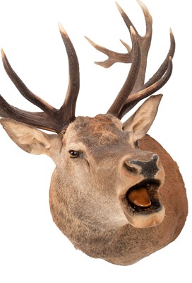 Lot 163 - Taxidermy: A Scottish Red Deer (Cervus elaphus...