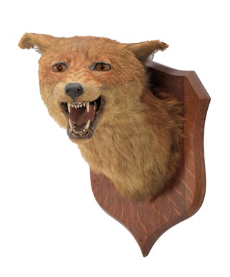 Lot 333 - Taxidermy: Red Fox Mask (Vulpes vulpes), circa...