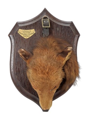 Lot 169 - Taxidermy: A Red Fox Death Mask (Vulpes...