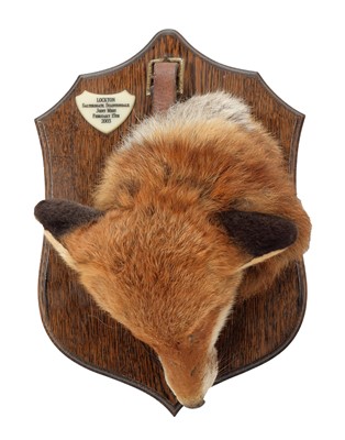 Lot 235 - Taxidermy: A Red Fox Death Mask (Vulpes...