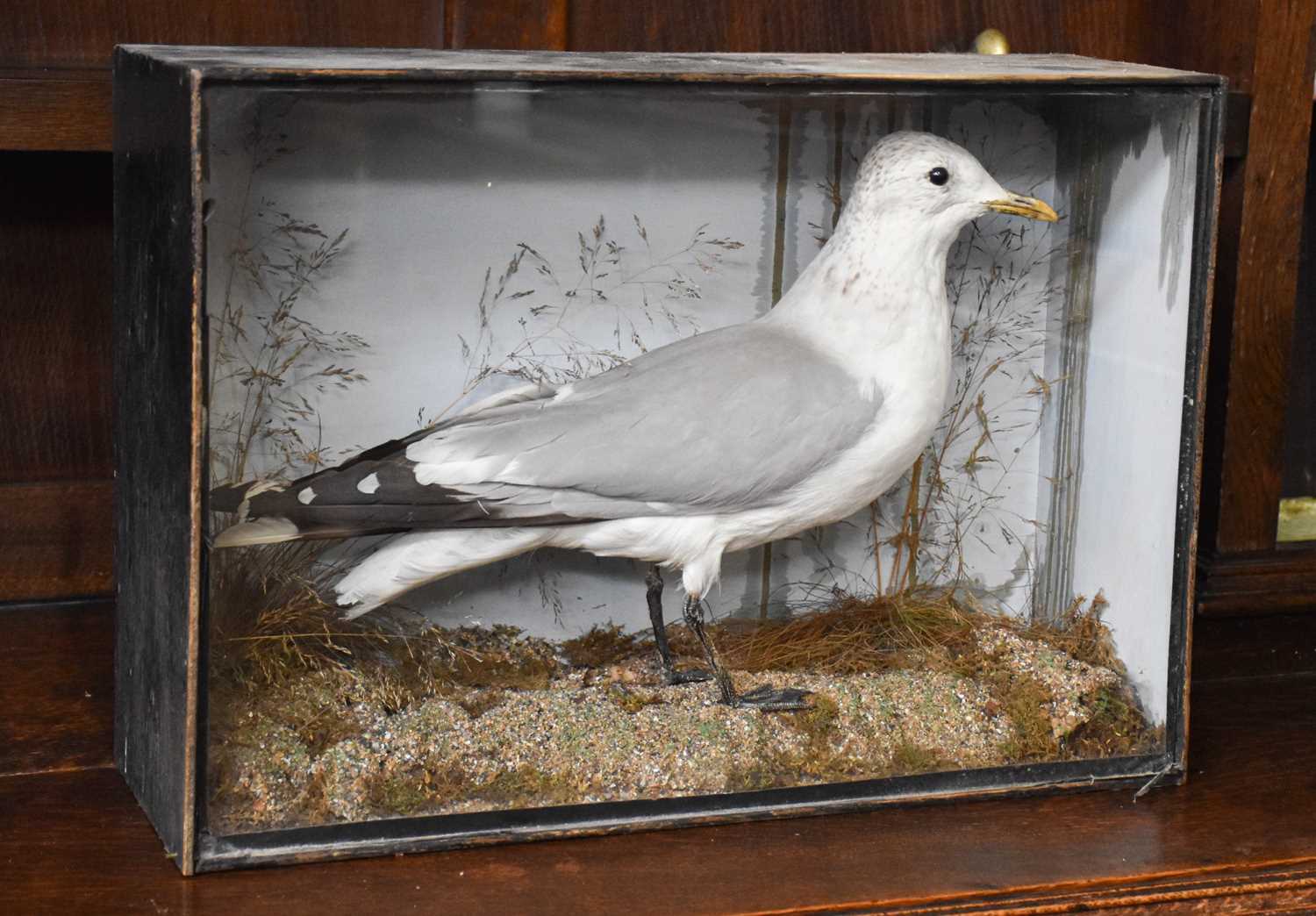 Lot 1134 - Taxidermy: A Late Victorian Cased Common Gull...