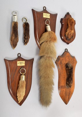 Lot 171 - Taxidermy: An Early 20th Century Collection of...