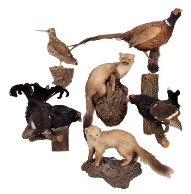 Lot 1280 - Taxidermy: A Group of European Game &...