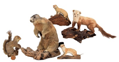 Lot 1277 - Taxidermy: A Group of European Animals, circa...